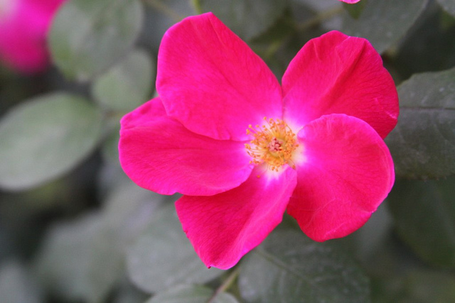 9137695122_4ccc7ae0e8_z